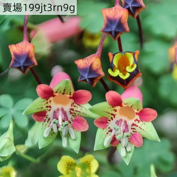 現貨🌺垂絲旱金蓮種子（50粒）五葉 垂吊旱金蓮 爬藤類花卉 四季開花 懶人易種植 觀賞性攀援花架 廊庭垂吊盆栽Seed