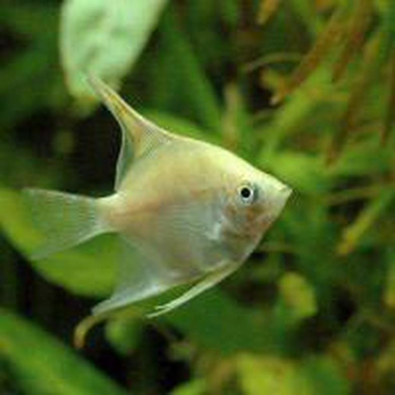 熱帯魚 ゴールデン エンゼルフィッシュ 国産ブリード ３匹 北海道 九州 沖縄航空便要保温 通販 Lineポイント最大1 0 Get Lineショッピング