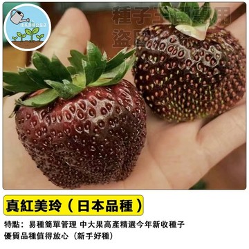 日本真紅美玲草莓種子 豐香草莓 四季開花結果 陽台盆栽 家庭農場 新鮮現採 香甜多汁 贈種植指南 居家園藝 DIY樂趣