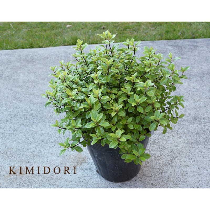 ピットスポラム エルフィン 低木 常緑 ピットスポルム 苗 トベラ 寄せ植え 目隠し ガーデニング 美しい葉 明るい 園芸 ニュージーランド シンボルツリー 通販 Lineポイント最大0 5 Get Lineショッピング
