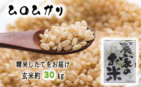 No.240 新米「ヒノヒカリ」玄米30kg（玄米のままお届けします）