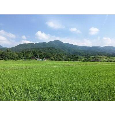 ふるさと納税 佐渡産こしひかり 玄米 5.5kg 新潟県佐渡市