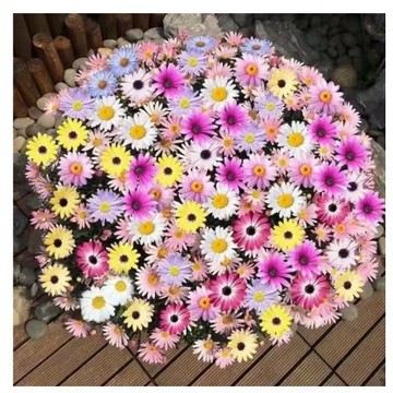 🌸現貨現發 小雛菊種子 洋甘菊同組 四季持續開花 新手好種 發芽率超高