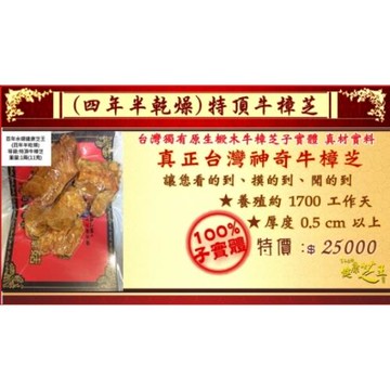 【百年永續健康芝王】牛樟芝/菇 (四年半特頂) 乾燥品 (11g /1兩)