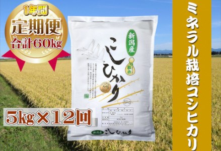 12ヶ月定期便 ミネラル栽培こしひかり 5kg×12回 計60kg 白米 精米 井上米穀店 1I04088