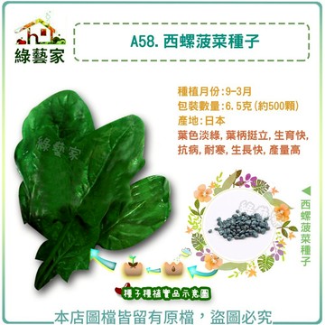 【綠藝家】A58.西螺菠菜種子6.5克(約500顆)(有藥劑處理)(葉色淡綠.葉柄挺立.生育快)葉菜類種子