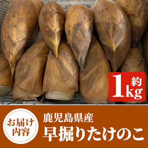 鹿児島県産 早掘りたけのこ(約1kg) 国産 野菜 たけのこ タケノコ 筍 旬 煮物 水煮 天ぷら つくだ煮 期間限定 7-17