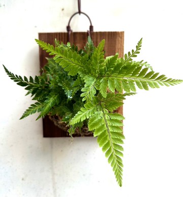 【蜥蜴蕨】 交換禮物  植物上板 上板植物 觀葉植物 生日禮物