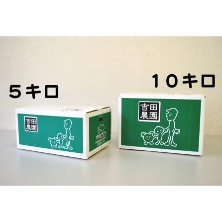 ふるさと納税 先行予約 2024年4〜6月定期便 訳あり 河内晩柑 5kg 3回 旬 お届け 訳あり 河内晩柑 国産 柑橘 果物 果実 訳あり 河内晩柑 フルーツ.. 愛媛県愛南町