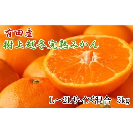 ふるさと納税 有田産樹上越冬完熟みかん5kg（L〜2Lサイズ混合・赤秀）★2024年1月下旬頃より順次発送 和歌山県有田川町