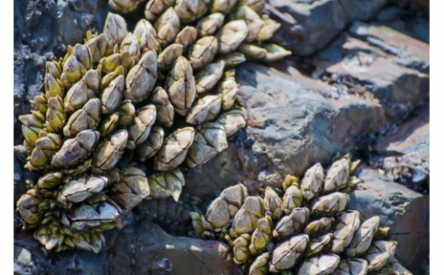 海の珍味！カメノテ1kg　獲りたてをお届けします！