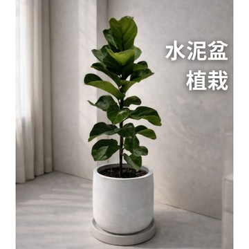 琴葉榕  ins北歐風 禮盆 水泥盆植栽 室內植物 大型植物 大型盆栽 景觀盆栽 送禮首選 觀葉植物 多款盆器搭配選擇