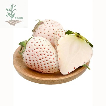 青禾園藝（奶油白草莓種子）🍓CM-8 牛奶草莓種子~淡淡奶香和果香 春秋季陽臺水果種籽 庭院盆栽白色草莓種子