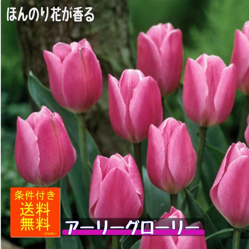 アーリーぶぶ