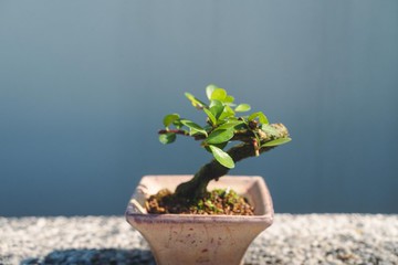 牛港刺迷你盆栽 豆盆栽