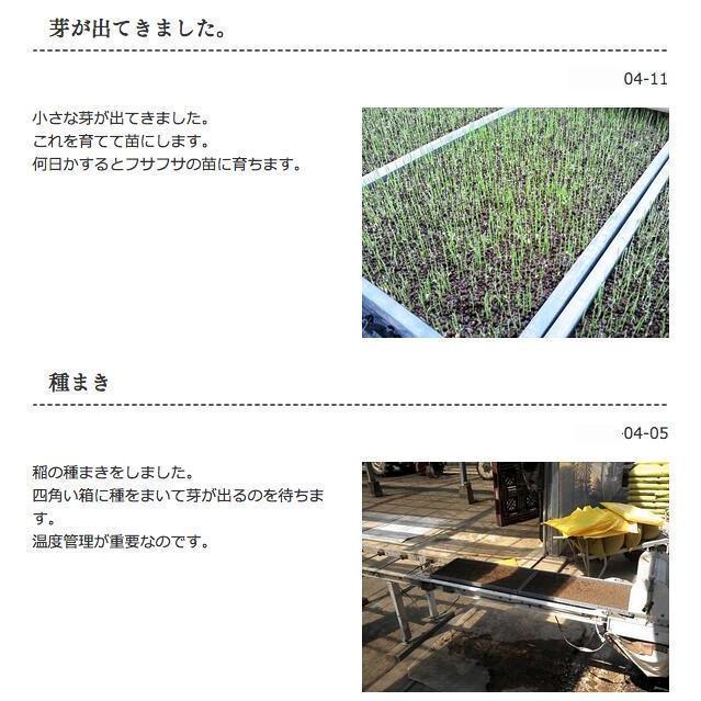 加須産 特栽減減 ミルキークイーン Wソート 玄米30kg 令和5年産