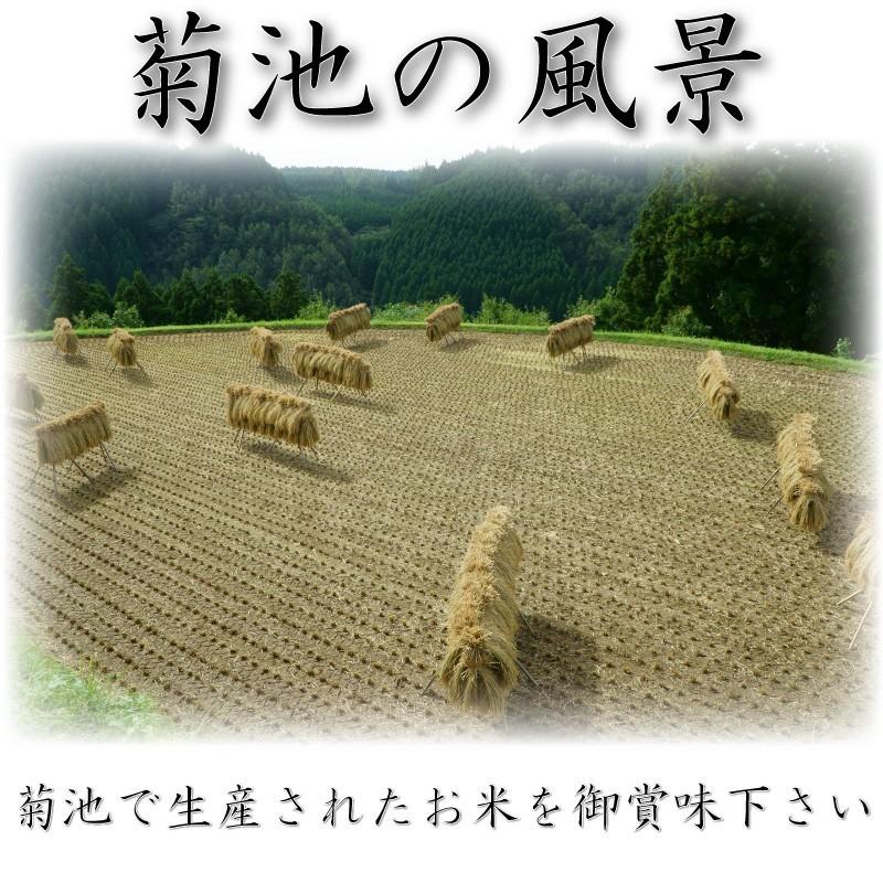 お米 米 10kg 白米 送料無料 熊本県 菊池産 ひのひかり あすつく 新米 令和5年産 ヒノヒカリ 5kg2個 産地限定米 くまもとのお米 富田商店 とみた商店