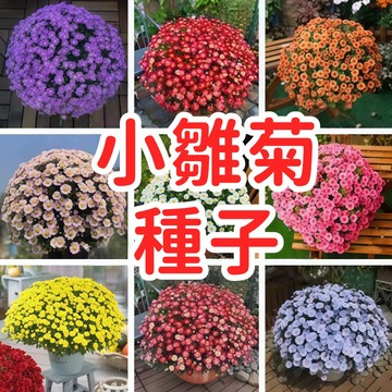 【小雛菊種子】瑪格麗特花種 四季開花 盆栽陽台花卉 庭院花圃 易種植 好照顧 花壇佈置 蜜源植物 開花機器 多年生