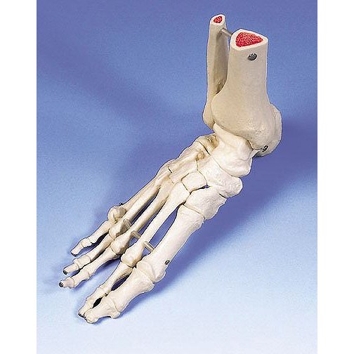 3B社 人体模型 足骨格模型 A31 足の骨モデル脛骨・腓骨付き ワイヤー