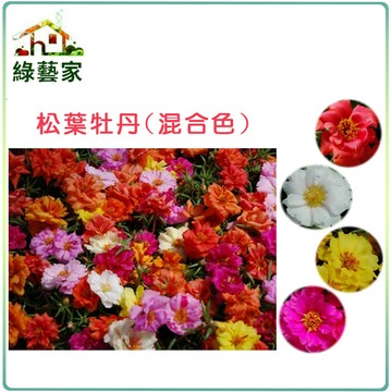 H37.松葉牡丹(混合色，匍匐性)種子0.02克(約60顆)花卉 花類種子【綠藝家】