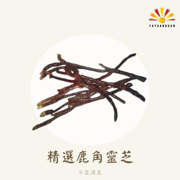 【亞源泉】100%精選鹿角靈芝 500g/包 (贈亞源泉系列商品1包)