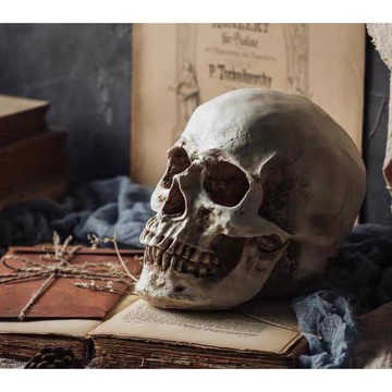 【🌸免運｜當日出貨✈️隔日到🌸】頭顱 頭骨 骷髏頭 標本 化石 模型 手辦 擺件 擺飾 教學用 裝飾品 萬聖節佈置