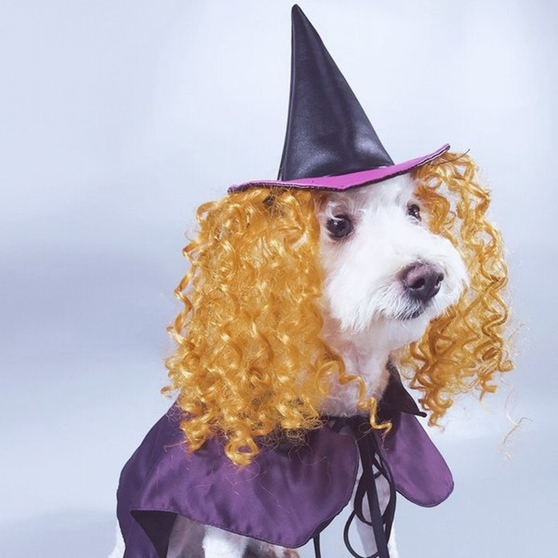 ペット コスチューム 小型犬用 ハロウィン ドッグウエア ペットグッツ 紫 可愛い 魔女 マント 犬服 通販 Lineポイント最大0 5 Get Lineショッピング