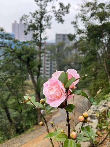汐止茄苳溪都市計畫區土地❗｜新北市汐止區水源段