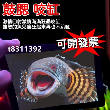 ✨台灣出貨✨雷龍魚專用訓魚鏡 透視單麵鏡子 雙麵透明鏡子 訓魚鏡 泰國鬥魚訓練鏡 訓魚鏡子包邊防摔雙面鼓腮咬缸 防刮高清