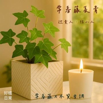 【好植日常】｜好植日常｜送禮綠植香氛兩件組｜常春藤 - 擋煞防小人．職場招貴人風水植栽