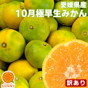 愛媛産 極早生みかん 3kg 訳あり不揃い 愛