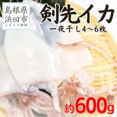 シーライフの島根県産剣先イカ一夜干し　計約600g(4～6枚)個包装・真空袋・ギフト