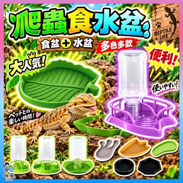 放風爬蟲大王🦎【爬蟲食水盆】水盆 食盆 角蛙屋 躲避洞 烏龜 陸龜 烏龜洞 烏龜躲避屋 角蛙 守宮 爬蟲 蜥蜴 飼養箱用