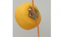 T字枝または吊るしクリップ付・吊るし柿用たねなし渋柿　約4.5～5kg（約20～30玉）-Ted