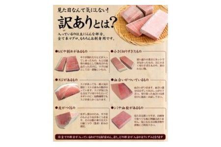 本マグロ訳あり中トロ1kg　解凍レシピ付　本マグロのトロ食べ放題！