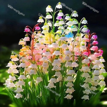 台灣現貨 新品種鈴蘭種子（250粒）濃香型花卉種子 好養 四季開花不斷 好養活 多年生 耐寒耐熱植物 易種植鈴蘭花種子