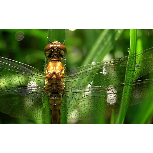 ふるさと納税 高知県 黒潮町 ［0509］特別栽培メダカ米(玄米)10kg