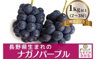 ナガノパープル 1kg以上 2房～3房 たきざわ果樹園 ぶどう 長野 マスカット ブドウ フルーツ 果物 