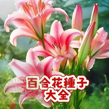 隔日達- （百合種子大全） 今年新籽 發芽率高 四季種植 香味濃郁  新手好養易活 盆栽室內花植物種子