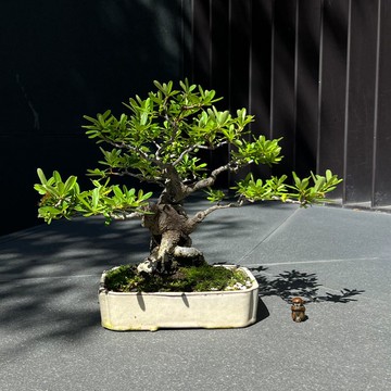 紅果狀元紅∣小品盆景 貴風盆栽