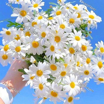🌱🌱洋甘菊種子（500粒）四季種植 洋甘菊 小雛菊 菊花 新手易種 當年開花 四季開花不斷 室內陽臺盆栽植物花卉種子