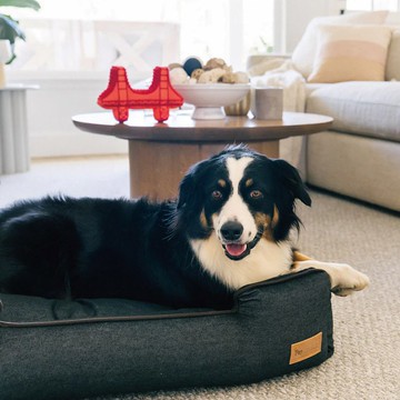 【預購】【頂級寵物床墊】城市牛仔 寵物四邊床組 (2色/4尺寸)