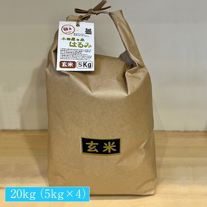 志村屋米穀店 令和5年産新米小田原市産　はるみ(玄米) 　20kg（5kgｘ4）＜出荷時期：10月中旬より順次出荷開始＞