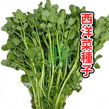 🥗西洋菜種子🥗 水田芥 豆瓣菜 活水蔬菜 水耕土耕 陽台可種 綠色蔬菜 火鍋首選 新手友善 現貨免運 附水耕秘訣
