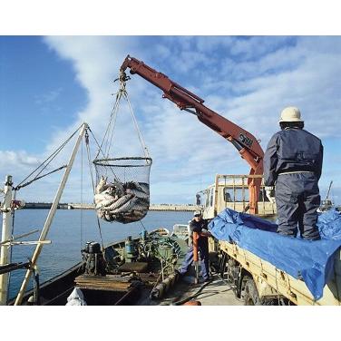 海産物 魚卵 北海道産 宗谷 いくら ギフト お取り寄せ 秋鮭イクラ 醤油漬 100ｇ