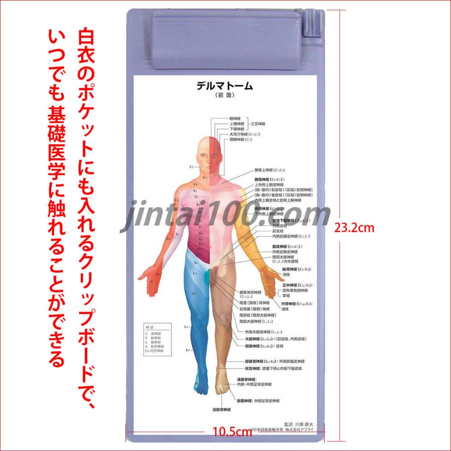 「デルマトーム（皮膚感覚帯）」クリップボード ポケットサイズ人体解剖図 医学チャート