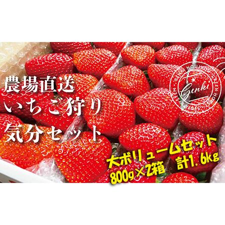 ふるさと納税 《完熟 いちご狩り気分セット》お家で食べ比べ♪ 埼玉県羽生市