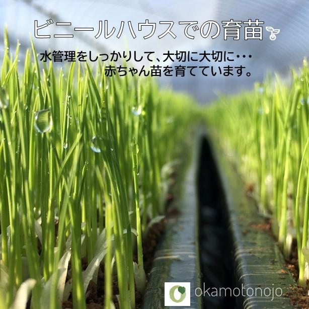 　厳選プレミアム米　特別栽培米コシヒカリ　５kg×2袋　玄米　精白米　一等　石川県産　５0％以上農薬減　100％有機肥料　農家直送米
