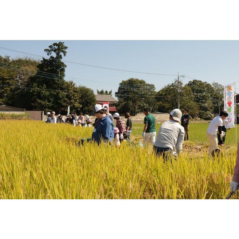 全農パールライス 精米 栃木県産 JAしおのや 白米 なすひかり 5kg 令和4年産