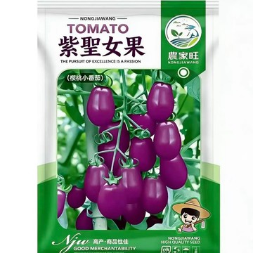 台灣現貨 正宗原裝紫聖女番茄種子 小番茄苗 紫色小番茄 盆栽 陽台種植 家庭菜園 可食用 水果番茄 育苗 自種